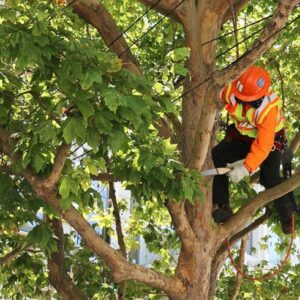 tree removal