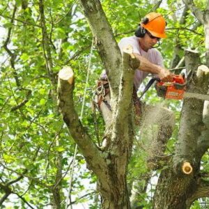 tree removal