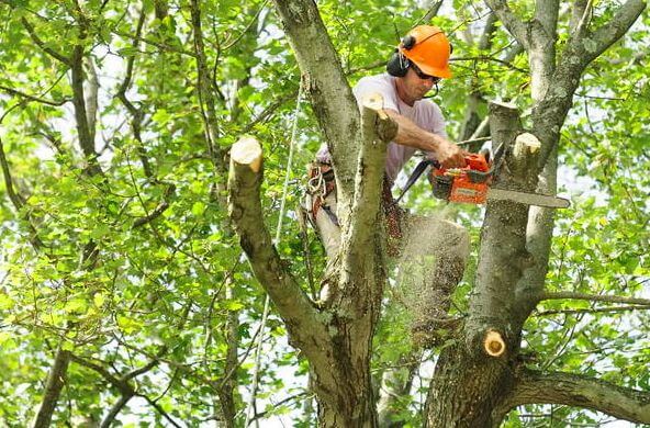 tree removal