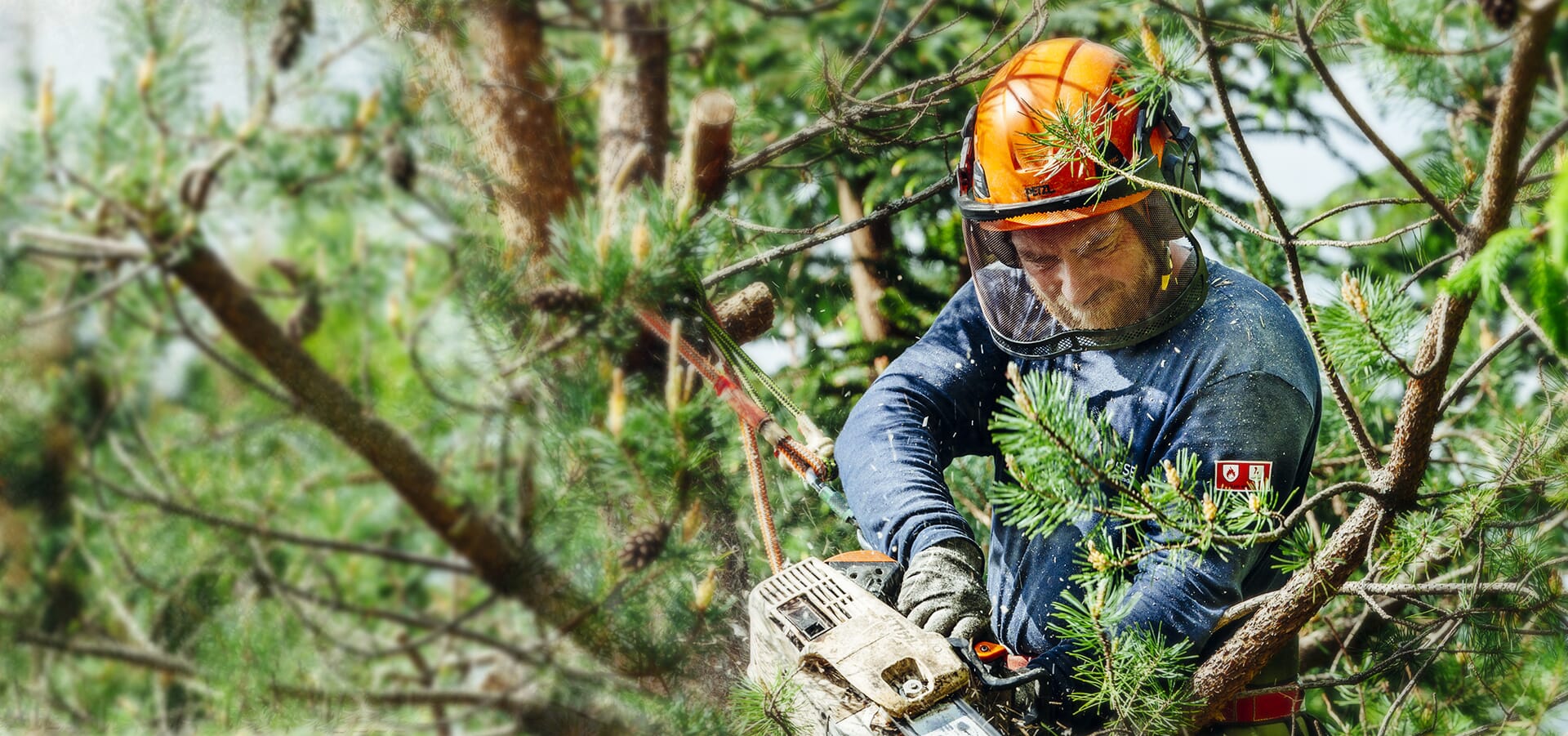 Tree Removal