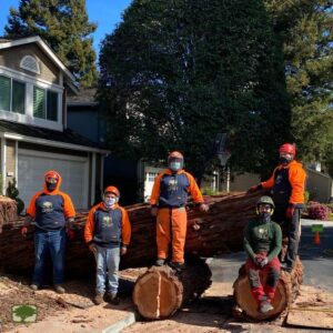 tree service companies