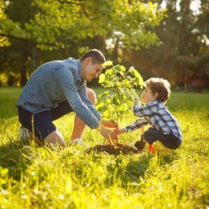 importance of tree services