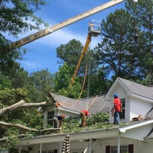 tree services for Uncategorized 