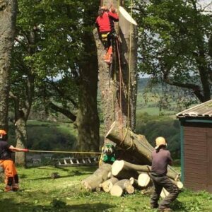 tree removal expert