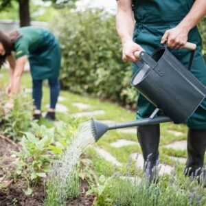 tree services for Uncategorized