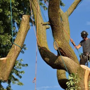 tree removal expert