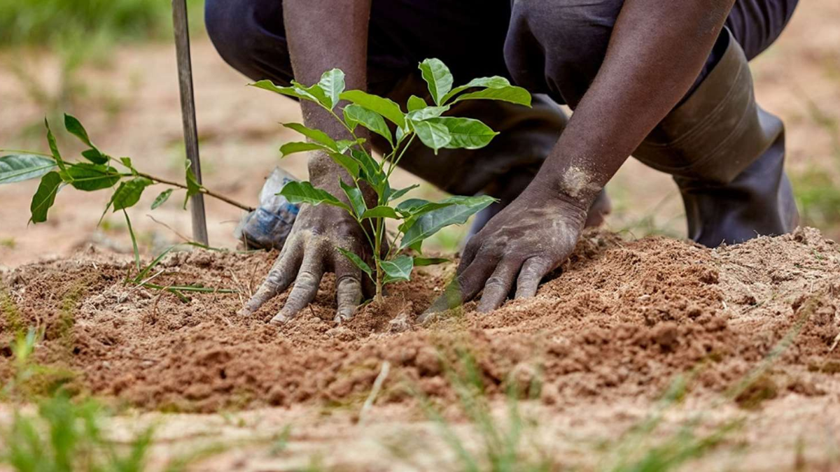 Tree Planting Guidelines