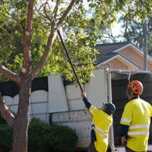 tree services expert