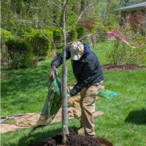 tree services expert