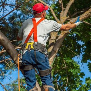 importance of tree removal