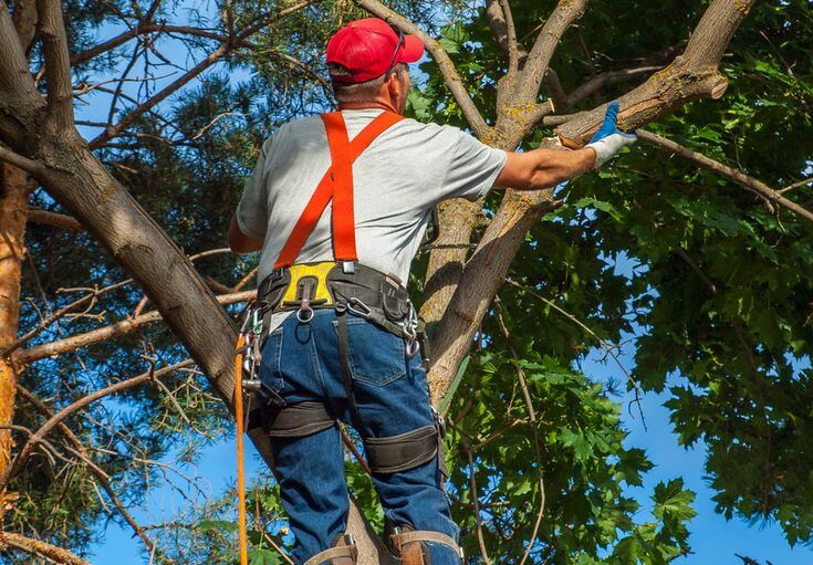 importance of tree removal