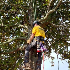 tree removal expert