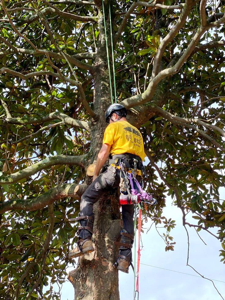 tree removal expert