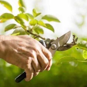 Pruning & Trimming Tips