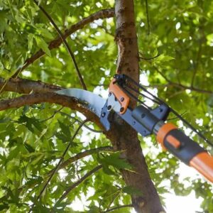 Pruning & Trimming Tips