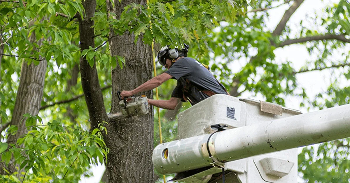 Tree Removal