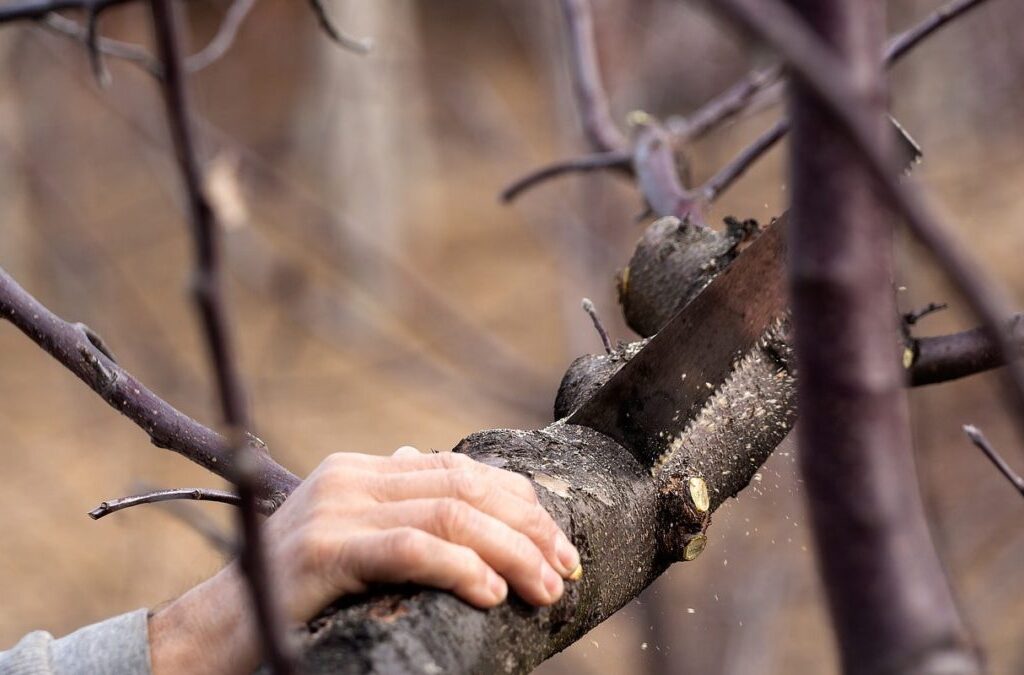 Pruning & Trimming Tips