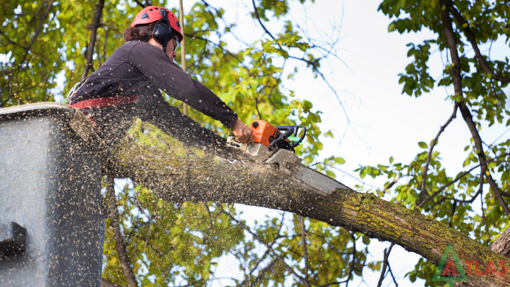 Tree Removal