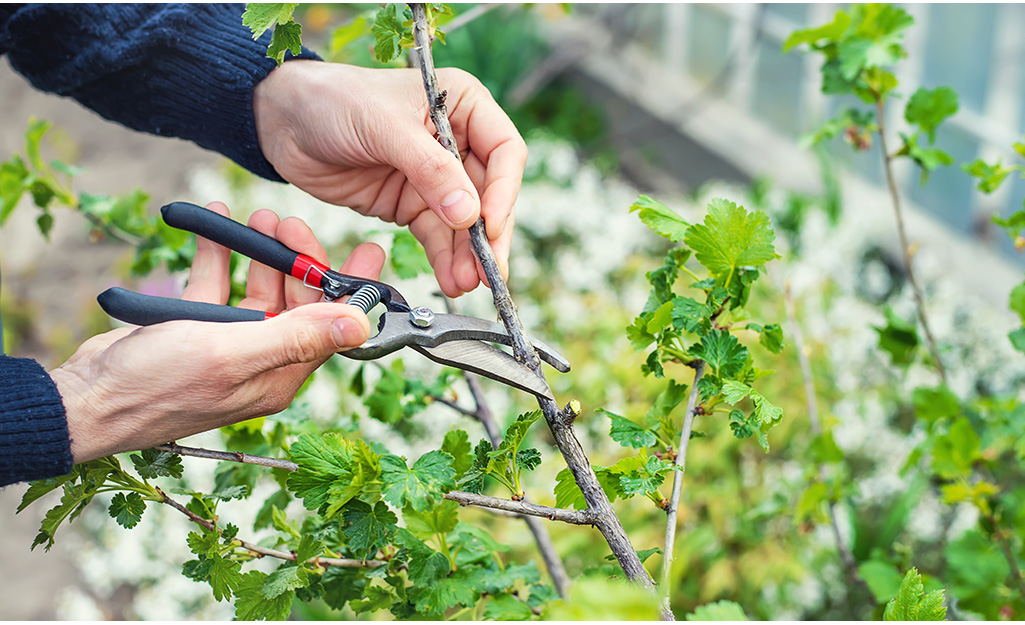 Pruning & Trimming Tips