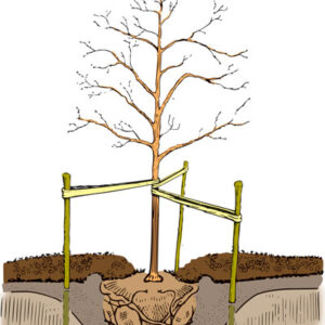 Tree Planting Guidelines