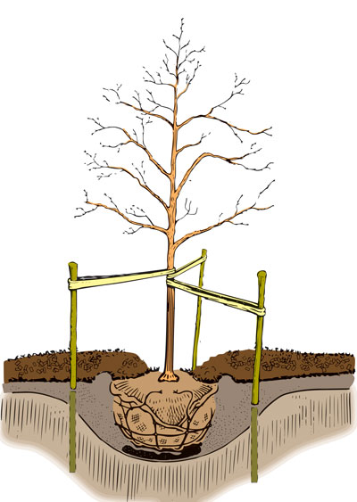 Tree Planting Guidelines