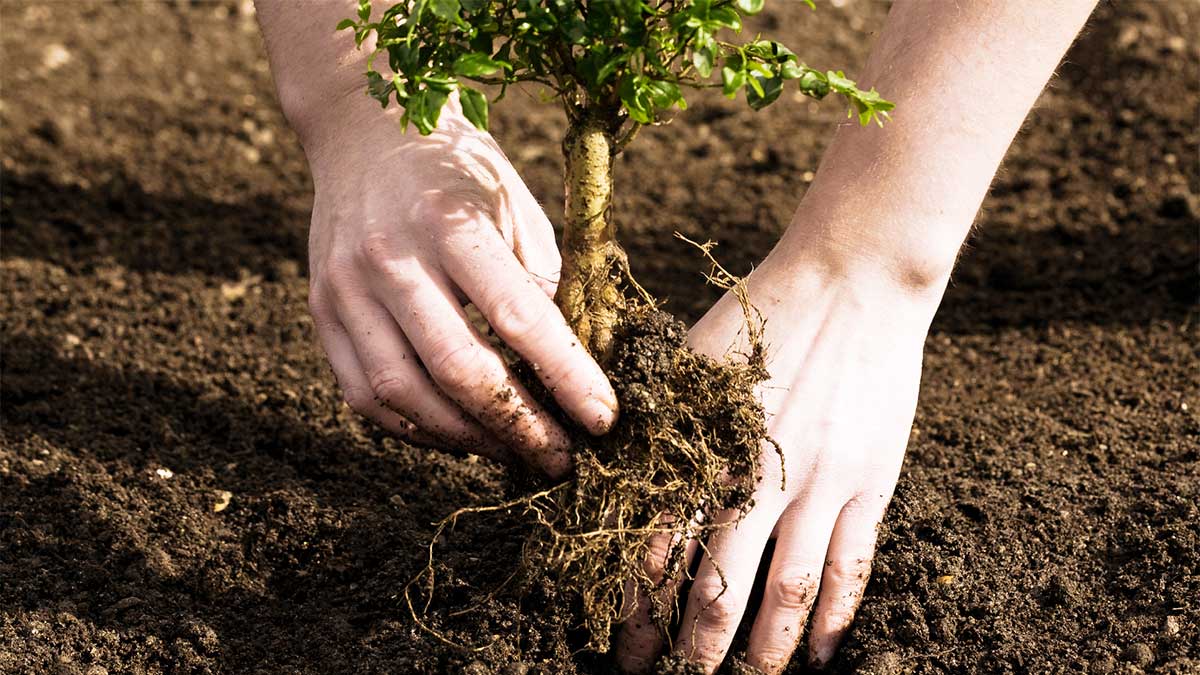 Tree Planting Guidelines