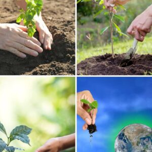 importance of tree planting