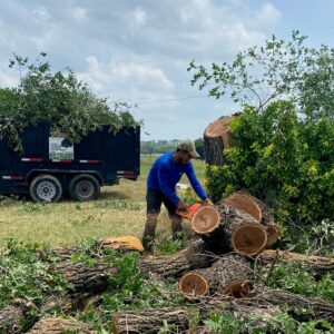 Best Tree Service Austin