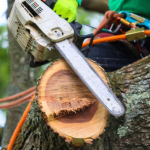 tree removal