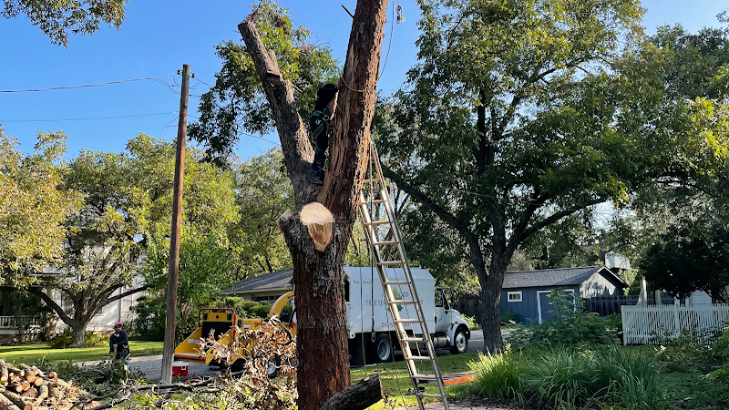 Best Tree Service Austin