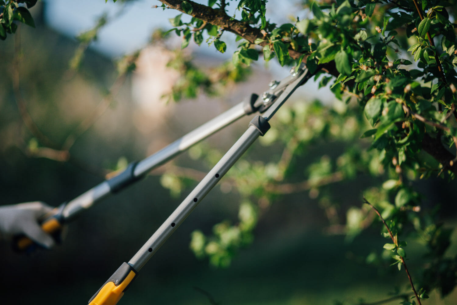 Pruning & Trimming Tips