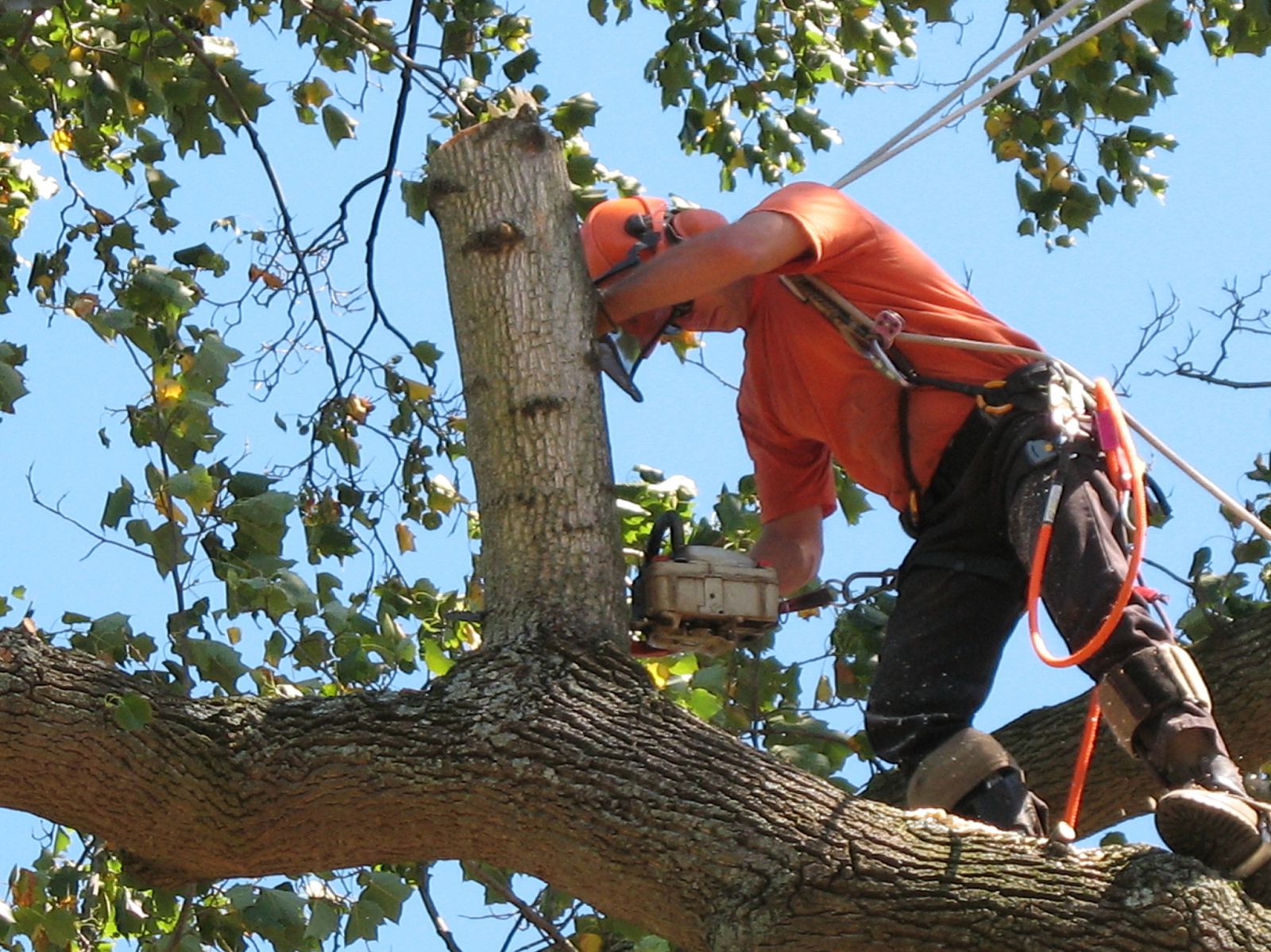 Tree Service Austin