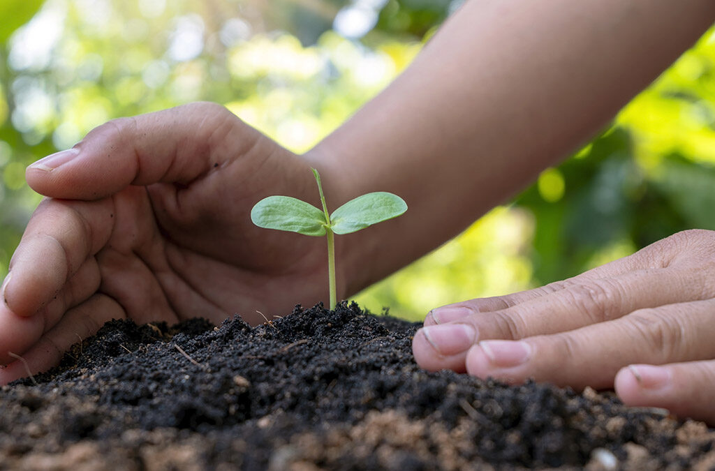 Tree Planting