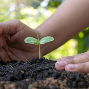 Tree Planting