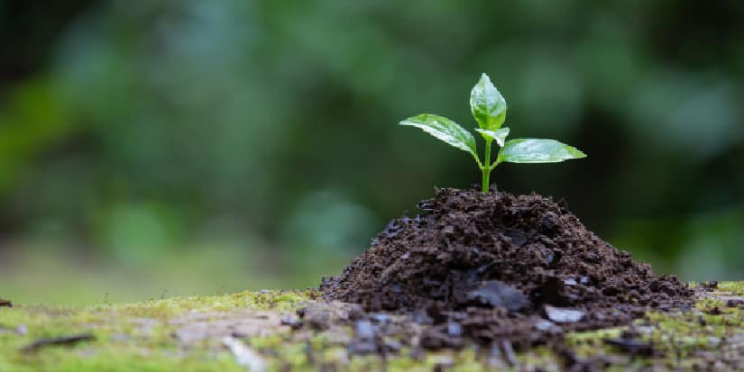 Tree Planting