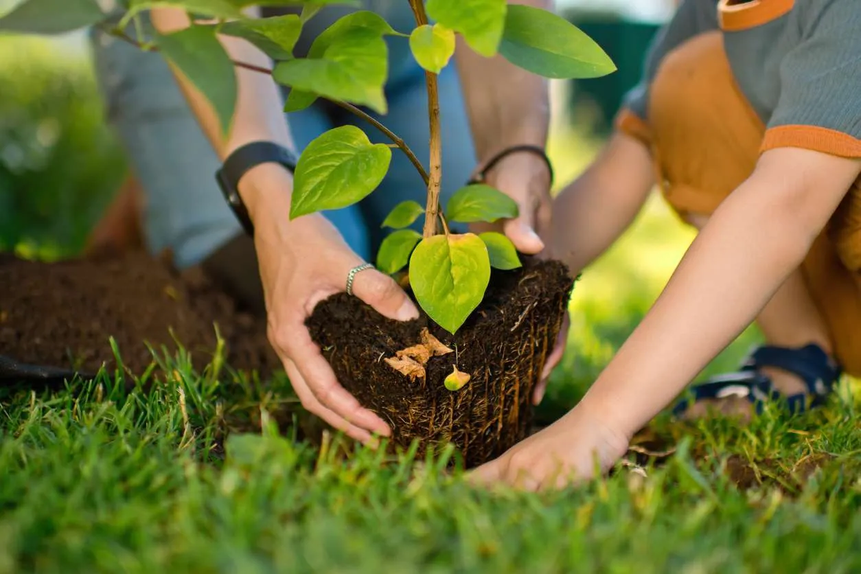 Tree Planting