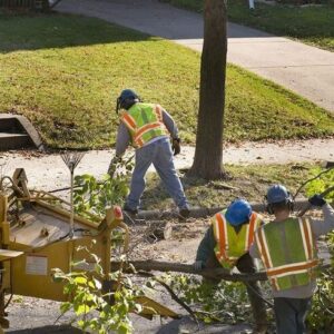 how tree service