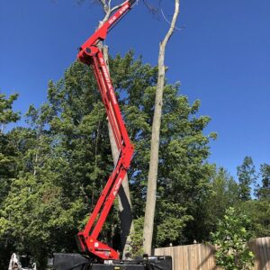 tree service cost