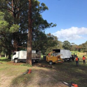 tree service jobs