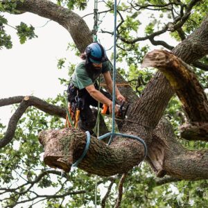 tree removal services cost