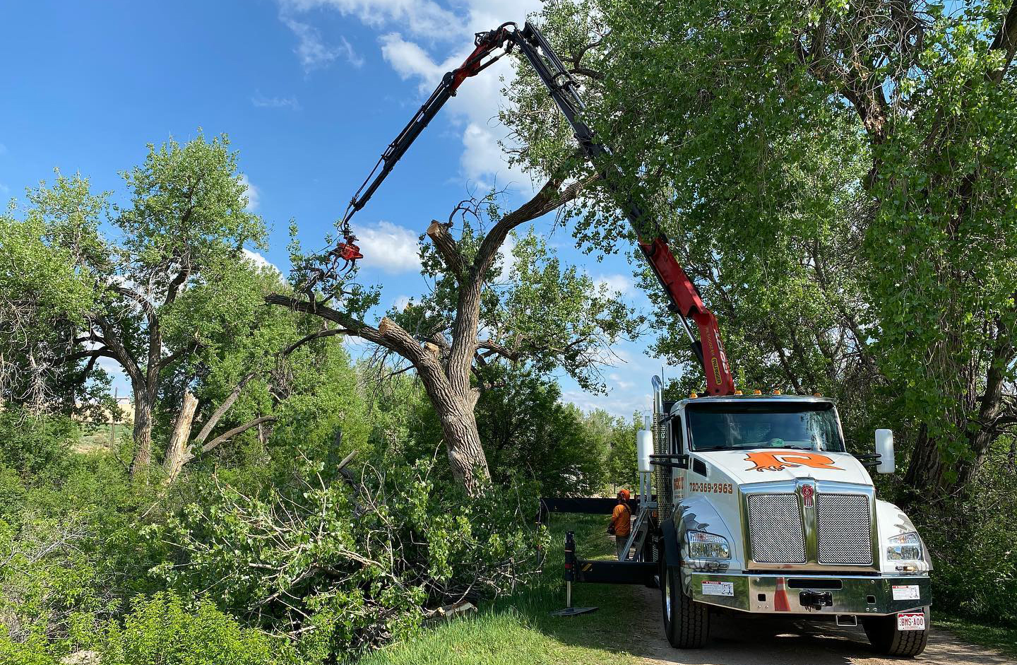 Tree Service in Denver