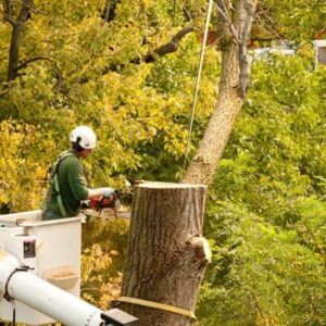 tree service jobs