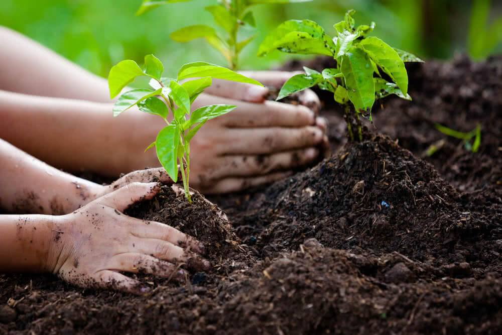 Tree Planting