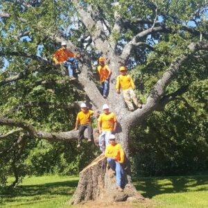 Tree Service Austin