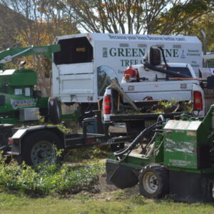 tree service dallas