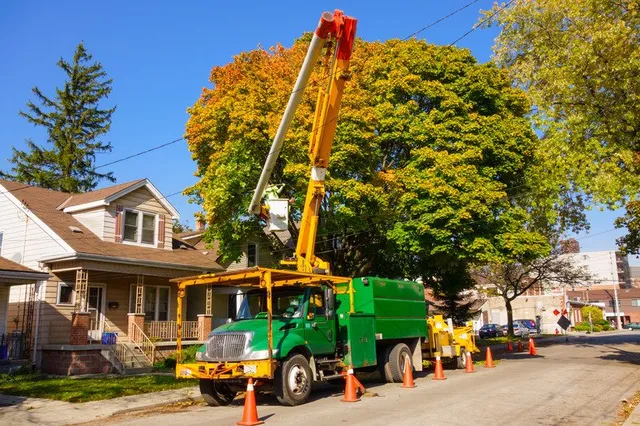 tree service dallas