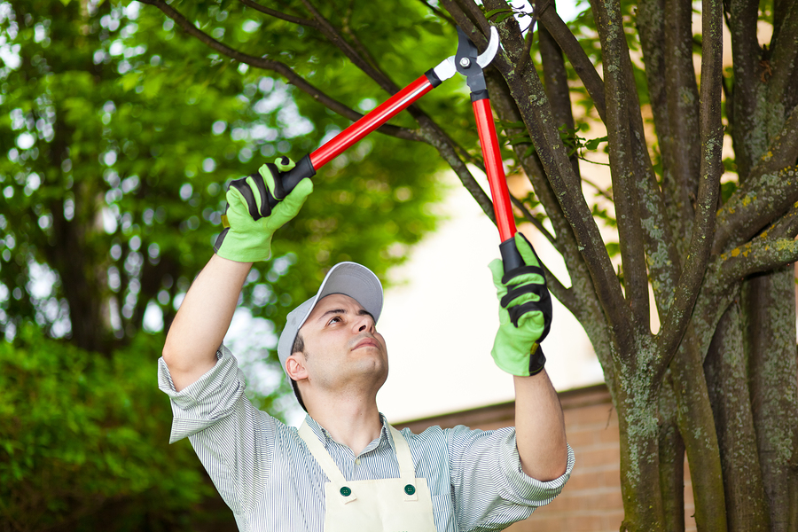 Tree Service Austin