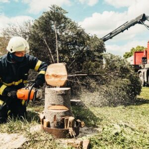 tree removal services cost