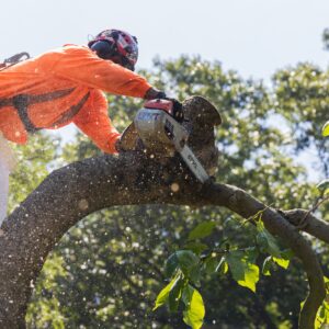 tree removal financing