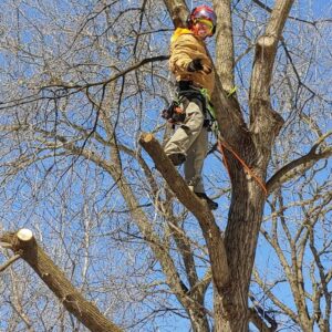 tree removal business